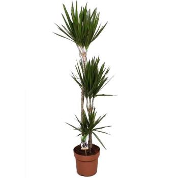 Dracaena marginata  90-45-15 kép