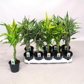 Dracaena sandriana mix 12/50 kép