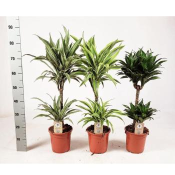 Dracaena sandriana mix 19/80 kép