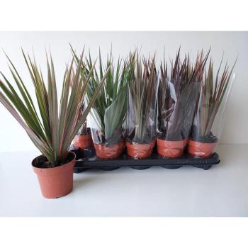 Dracena mix 12/35 kép