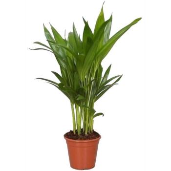 Dypsis lutescens (Areca) 12/50 kép