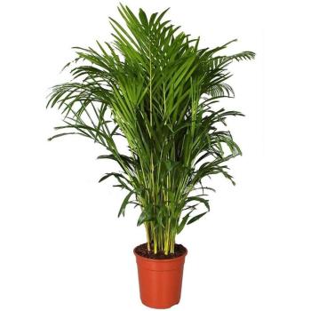 Dypsis lutescens (Areca) 24/130 kép