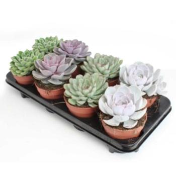 Echeveria mix 12/20 kép