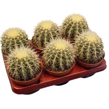 Echinocactus Grusoni 13/30 kép