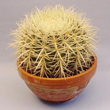 Echinocactus Grusoni 19/27 kép