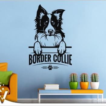 Falmatrica - Border Collie 2. kép