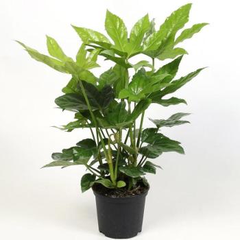 Fatsia Japonica K12 kép