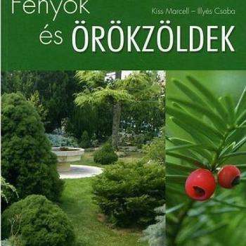 Fenyők és örökzöldek kép