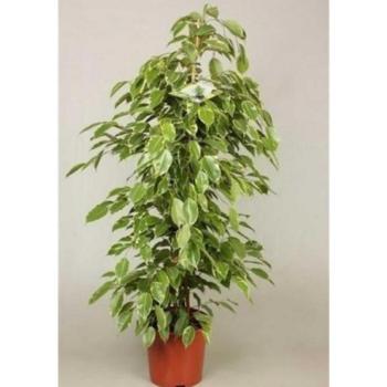 Ficus benj. Golden King kép