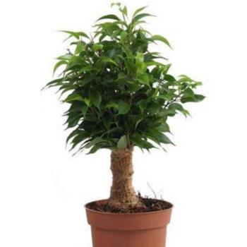 Ficus benj. Natasja kmen juty 12/35 kép