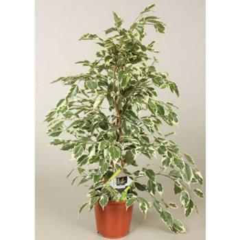 Ficus benj. Samantha 14/60 kép