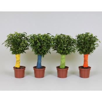 Ficus benjamina jute stam 12/40 kép