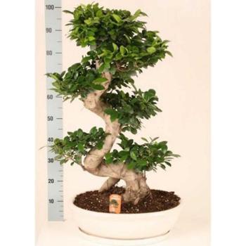 Ficus Bonsai Ginseng in ceramic kép