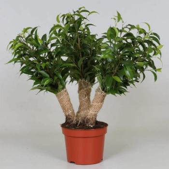 Ficus crazy tree 12/35 kép