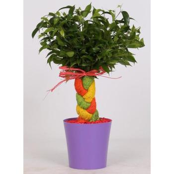 Ficus crazy tree summertwist 12/35 kép