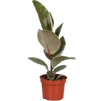 Ficus el Tineke  12/40 kép