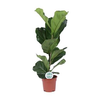 Ficus lyrata 17/60 kép