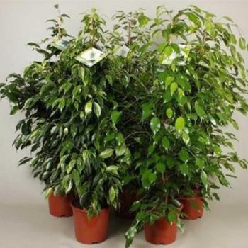 Ficus mix 21/120 kép