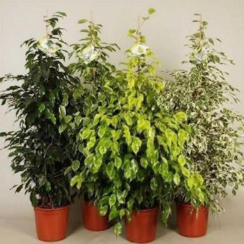 Ficus mix 24/140 kép