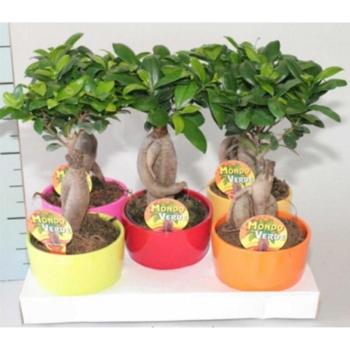 Ficus Retusa in ceramic kép