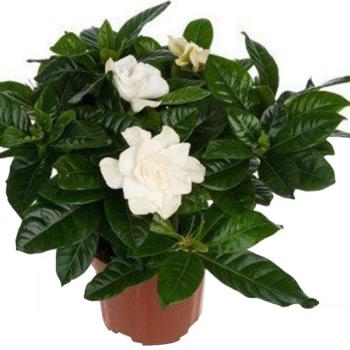 Gardenia jasminoides 13/30 kép