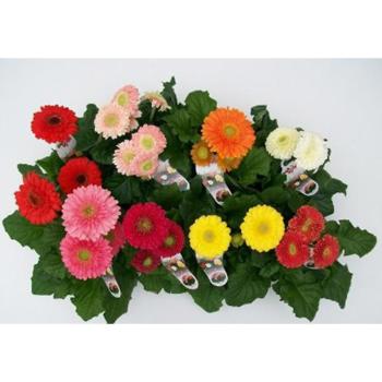 Gerbera Durora Mix 12/25 kép