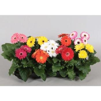 Gerbera Mix 12/30 kép