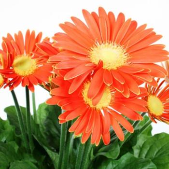 Gerbera narancssárga 12/30 kép