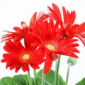 Gerbera piros 12/30 kép