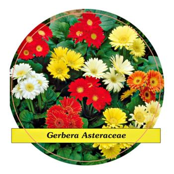 Gerbera kép