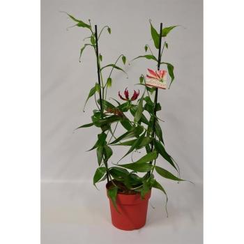 Gloriosa Pyramida 21/95 kép