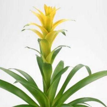 Guzmania Hilda kép