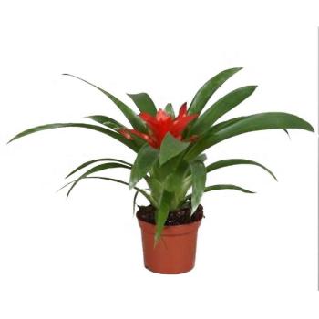 Guzmania Minor kép