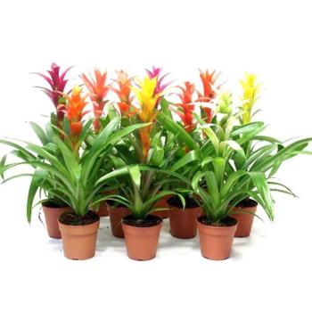 Guzmania mix kép