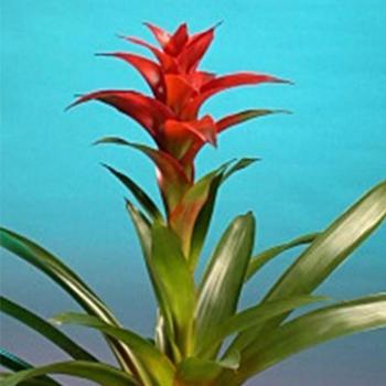 Guzmania Rana (red) kép