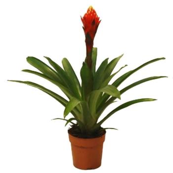 Guzmania Torch kép