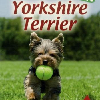 Házi kedvenceink 1. : Yorkshire terrier kép