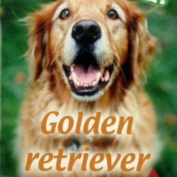 Házi kedvenceink 2. - Golden retriever kép