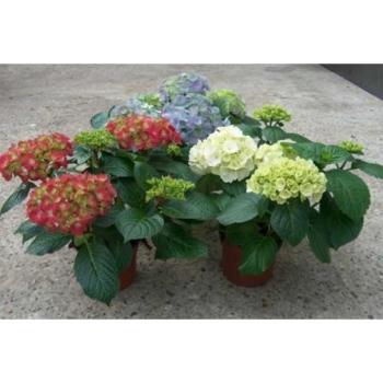 Hydrangea 5-6 mix kép