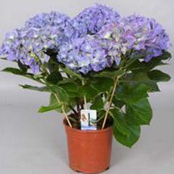 Hydrangea 5-6 modrá kép