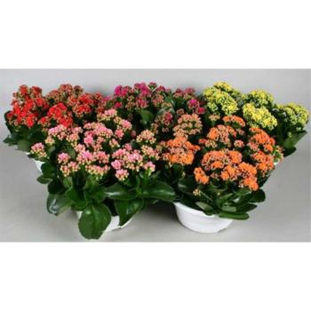 Kalanchoë Calandiva coupe 23/30 kép