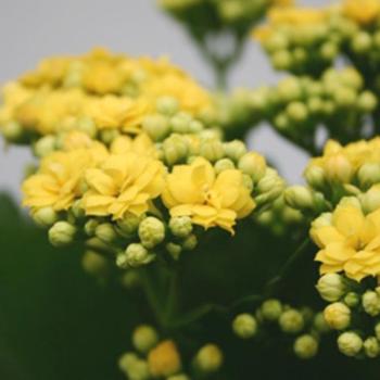 Kalanchoë Calandiva sárga 10/20 kép