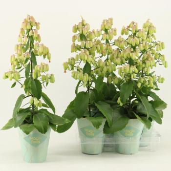 Kalanchoe Magic Bells 14/65 kép