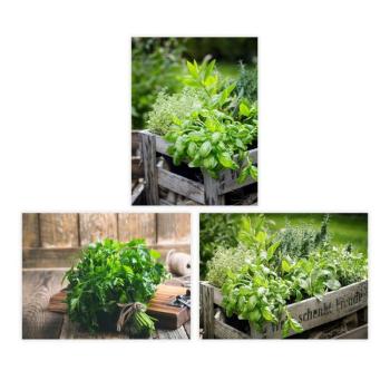 Kép szett 3 db-os 30x40 cm Herbs – Casa Selección kép