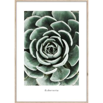 Keretezett poszter 50x70 cm Echeveria – Styler kép