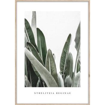 Keretezett poszter 50x70 cm Strelitzia – Styler kép