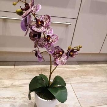 Lila pöttyös orchidea dekor (2 ágú)  kép