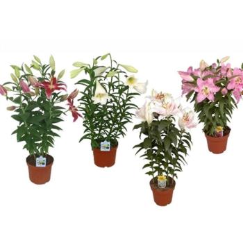 Lilium 5pp Hybride 19/75 kép