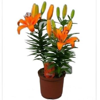 Lilium az Orange 13/50 kép