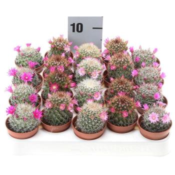 Mammilaria Flowering kép